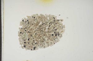 Plane Polarized, S14932