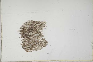 Plane Polarized, S14934