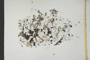 Plane Polarized, S14939