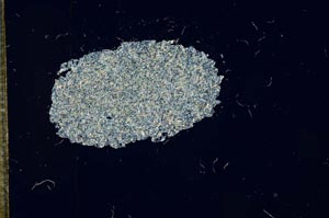 Cross Polarized, S14982