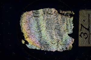 Cross Polarized, S15042