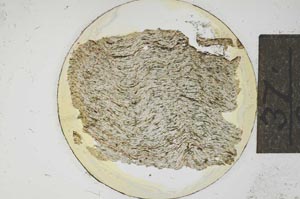 Plane Polarized, S15042