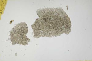 Plane Polarized, S15075