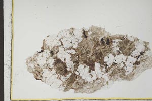 Plane Polarized, S15078/B