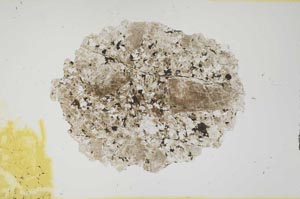 Plane Polarized, S15080