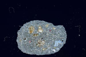 Cross Polarized, S15125