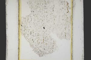 Plane Polarized, S15236