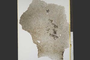 Plane Polarized, S15263