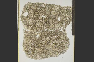 Plane Polarized, S15280