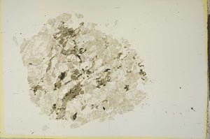 Plane Polarized, S15333