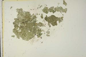 Plane Polarized, S15336