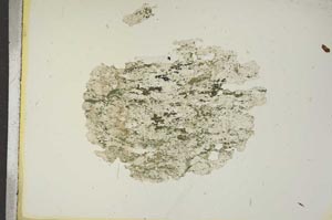 Plane Polarized, S15343