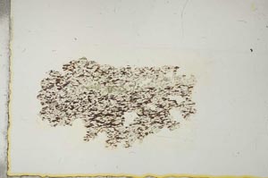 Plane Polarized, S15348