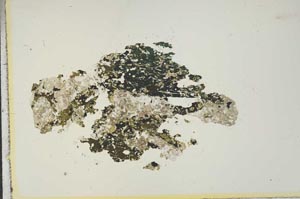 Plane Polarized, S15349