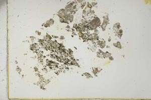 Plane Polarized, S15351