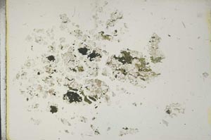 Plane Polarized, S15354