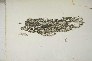 Plane Polarized, S15357
