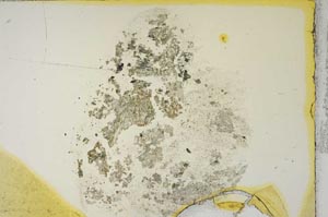 Plane Polarized, S15358