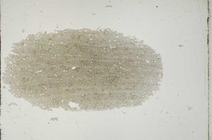 Plane Polarized, S15359/B