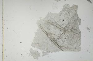 Plane Polarized, S15379