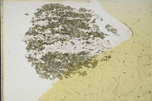 Plane Polarized, S15388