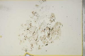 Plane Polarized, S15401