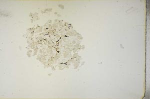 Plane Polarized, S15405