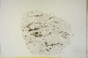 Plane Polarized, S15409
