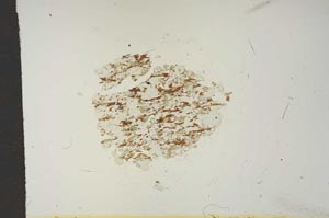 Plane Polarized, S15411