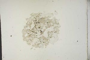 Plane Polarized, S15416