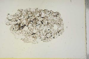 Plane Polarized, S15417