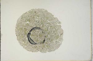 Plane Polarized, S15422