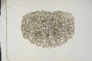 Plane Polarized, S15426