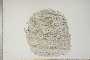 Plane Polarized, S15448