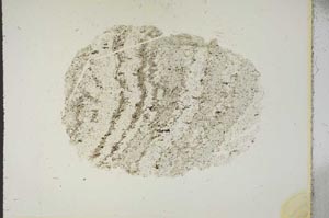 Plane Polarized, S15449