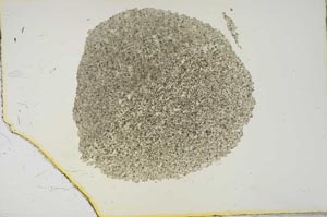 Plane Polarized, S15453