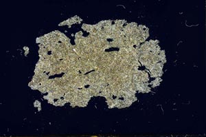 Cross Polarized, S15458