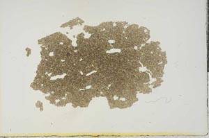 Plane Polarized, S15458