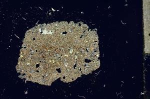 Cross Polarized, S15462