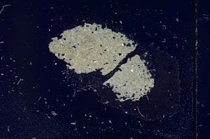 Cross Polarized, S15463