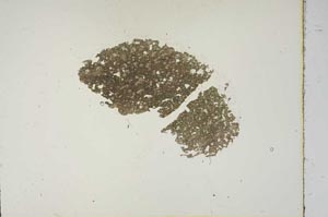 Plane Polarized, S15463