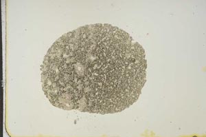Plane Polarized, S15464