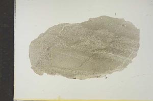 Plane Polarized, S15465