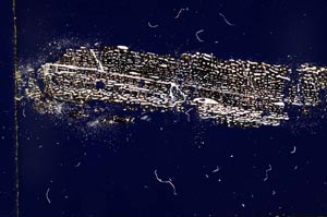 Cross Polarized, S15466/A