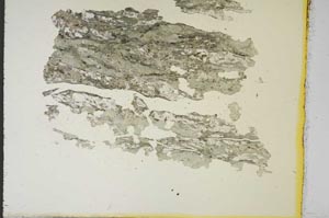 Plane Polarized, S15470