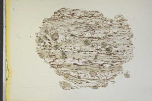 Plane Polarized, S15472
