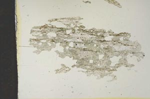 Plane Polarized, S15474