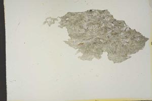 Plane Polarized, S15475