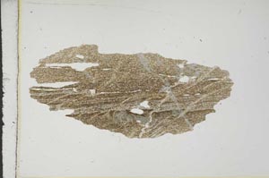 Plane Polarized, S15510