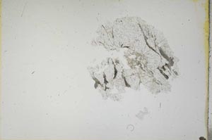 Plane Polarized, S15511